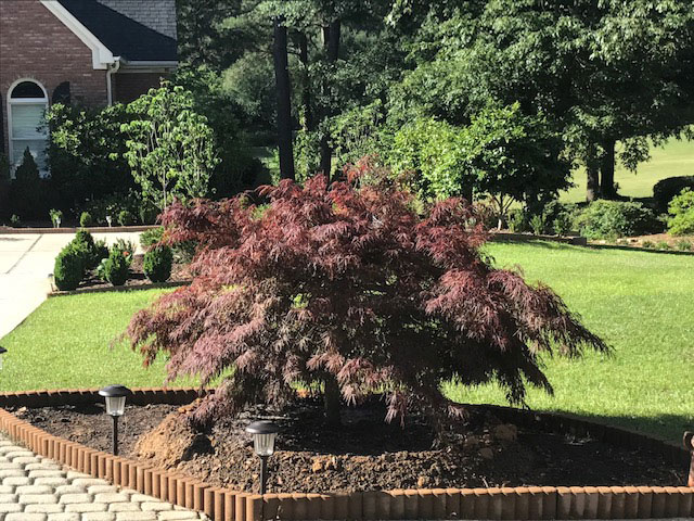 Weeping Japanese maple with burgundy foliage in manicured landscape bed with mulch and stone edging.